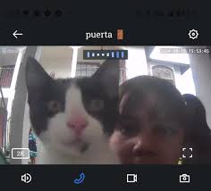 Missing Cat in Brownsville, TX