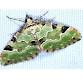 Garden Moths Workshop event image