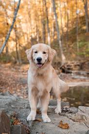 White golden retriever puppies are one of america's favorite & highly coveted dog breeds, available for sale at southern charm goldens in mississippi. Puppy Love Hank The Golden Retriever Pittsburgh Golden Retriever Old Golden Retriever Retriever
