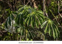 Image result for Salicornia pachystachya