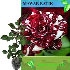 Gambar bunga mawar beserta nama latinnya. Tanaman Mawar Batik Shopee Indonesia