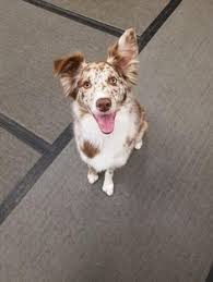 Maybe you would like to learn more about one of these? 95 Pet Grooming Billings Mt Ideas Pet Grooming Grooming Pets
