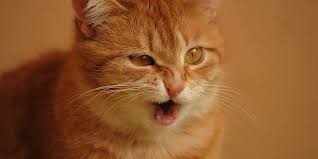 Rencontre sur parking aller au contenu. Le Syndrome Du Tigre Chez Le Chat Explication Causes Et Traitement