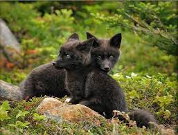 Black Foxes Cute Baby Animals Fox Pups Baby Animals
