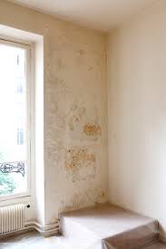 Basset hound en appartement : Comment Combattre L Humidite De Facon Efficace Et Durable
