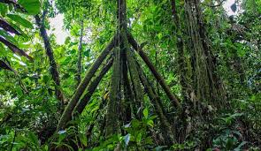 Lessons from Walking Palm Trees | Lessons from the Sidelines