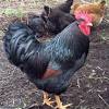 Berbeda dari daging babi dan sapi yang dilarang oleh beberapa agama dan kultur atau namun tahukah kamu kalau di balik itu semua, ayam broiler sebenarnya tidak baik untuk kesehatan maupun lingkungan? 1