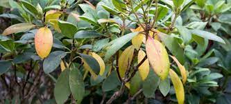 Picture Of Health How To Keep Your Encore Azaleas Disease And Insect Free Azaleas Hardy Plants Garden Problems