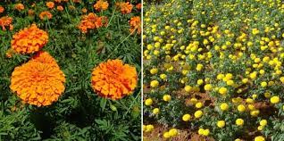 Marigold Cultivation Income Yield Project Report Agri Farming
