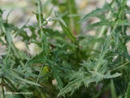 Image result for Crepis newii