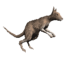 We did not find results for: Free Animated Animals Animal Gifs Clipart
