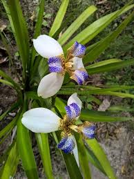 Image result for Neomarica northiana