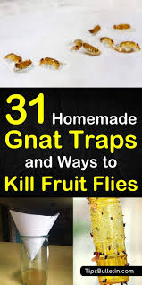 Check spelling or type a new query. 31 Homemade Gnat Traps And Ways To Kill Fruit Flies