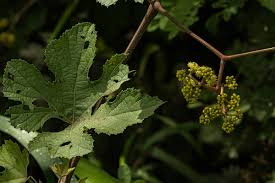 Image result for Ampelocissus africana