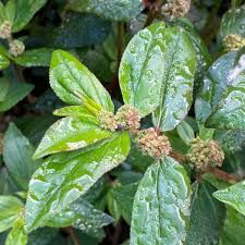 Image result for Euphorbia hirta