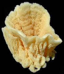 Vase Sponges Conchiglie