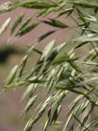 Image result for Bromus