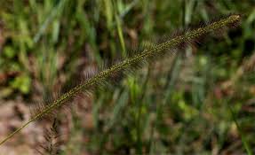 Image result for Perotis patens