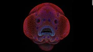 Look Inside A Tiny Zebrafish Embryo Or Explore The Scales Of A Butterfly Wing In The Miniature Worl Nikon Small World Microscopic Photography World Photography