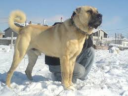 Turkhis Dog Kangal Mit Bildern Hunderassen Hunde Rassen Hunde