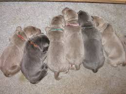 Silver lab puppies for sale in pa. Puppies Victory Lap Labs