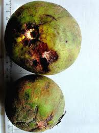 Image result for Pouteria