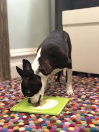 As if the microchip system for pet identification wasn't complicated and inefficient enough, an influx of new players is adding confusion and stirring tension in the market. Lickimat Slow Feeder For Anxiety And Boredom Dogs Or Cats Popsugar Pets