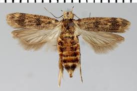 Image result for Gossypioides kirkii