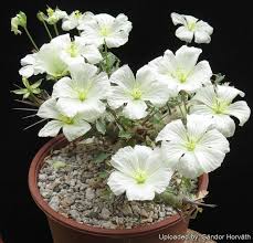 Image result for Monsonia glauca