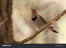 Image result for Colaptes auratus