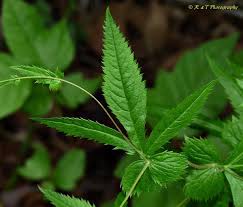 Image result for Gilgiochloa indurata