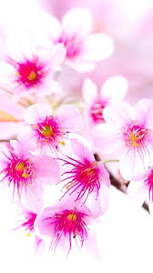 Lily Flowers Hd Mobile Wallpapers For Inch Screen Free Hd Mobile Wallpaper New 91120 Hd Wallpaper Backgrounds Download Flower windows wallpapers pc in both widescreen and 4:3 resolutions. lily flowers hd mobile wallpapers for
