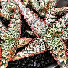 Image result for Aloe mossurilensis