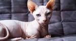 The Munchkin Cat Sphynx Mix (Minskin and Bambino ...