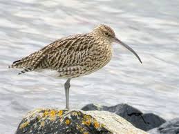 Curlew Curlew Animal Of Scotland Sea Birds