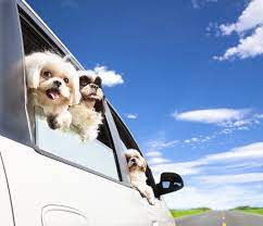 Ipata cannot provide pet transportation advice concerning your pet's transport and/or relocation needs. J M Pet Transport Services