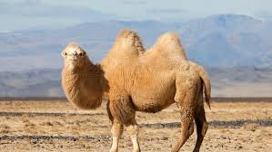 One of the most remarkable camel facts is related to its ability to subsist in adverse weather conditions. Explore The Mystery Of The Camel S Hump