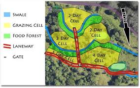 Advanced Cell Grazing Permaculture Livestock Systems At Zaytuna Farm Permaculture Food Forest Livestock