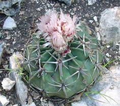 Barrel cactus ln victorville, united states. 26 Ferocactus Ideas Cacti And Succulents Planting Succulents Cactus