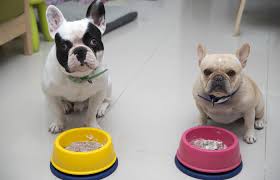 Best Dog Food For French Bulldogs