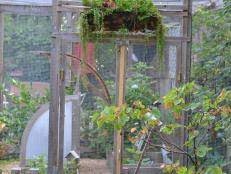 Growing wisdom garden videos will help you with all your gardening needs. How To Get Rid Of Chipmunks In Your Garden Hgtv