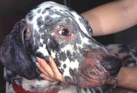 Itching and hair loss in the region from the middle of the back to the tail base and down the rear legs (the flea triangle) is often associated with fad. Dog Allergies Treating Itchy Skin Allergies In Dogs