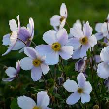 Image result for Anemone transvaalensis