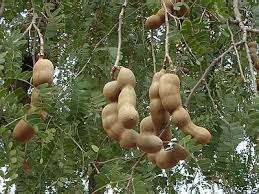 Garcinia atroviridis, known as asam gelugur, asam gelugo, or asam keping (in malay, thai: Pin On In My Conservatory