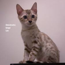 Ragdoll cats for sale | las vegas, nv #290246 | petzlover. Athensexotics Bengal Cats Home Facebook