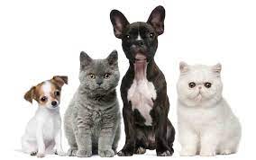 Our veterinarians are here to help your cat with wellness exams, complementary medicine, and more! All Cats And Dogs Home Facebook