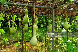 Image result for Lagenaria siceraria