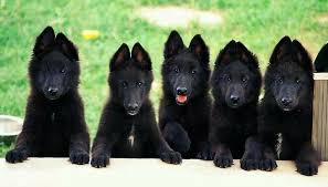 Beautiful hills and cliffs surround the area in the palomino mountain range. Texas Big German Shepherds A Family Photo By Texasbiggermshepdard On Deviantart