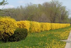 Forsythia Google Search Shrubs Fast Growing Flowers Planting Shrubs