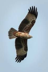 Brahminy Kite Juvenile Raptor Eagle Kite Bird Animal Wildlife Nature Flight Brahminy Juvenile Birdofprey Singa Pretty Birds Beautiful Birds Bird